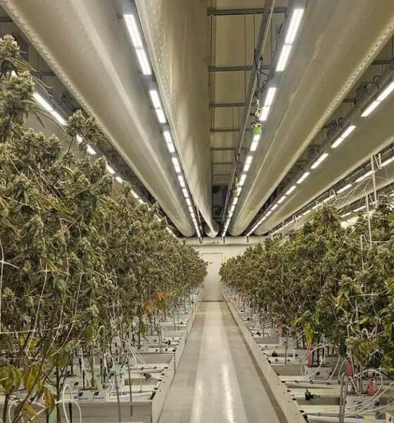 Informe sobre el cannabis legal en los Países Bajos