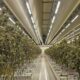 Informe sobre el cannabis legal en los Países Bajos