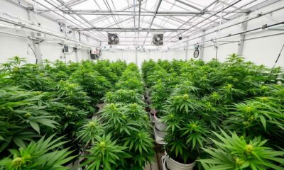 Un laboratorio de cannabis medicinal en Costa Rica