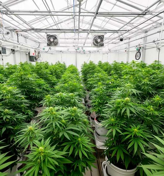 Un laboratorio de cannabis medicinal en Costa Rica