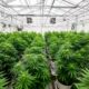Un laboratorio de cannabis medicinal en Costa Rica