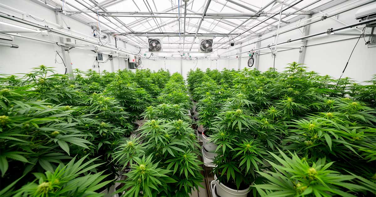 Un laboratorio de cannabis medicinal en Costa Rica