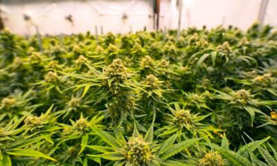 Países que legalizaron el cannabis medicinal antes que Francia