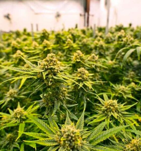 Países que legalizaron el cannabis medicinal antes que Francia