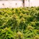 Países que legalizaron el cannabis medicinal antes que Francia