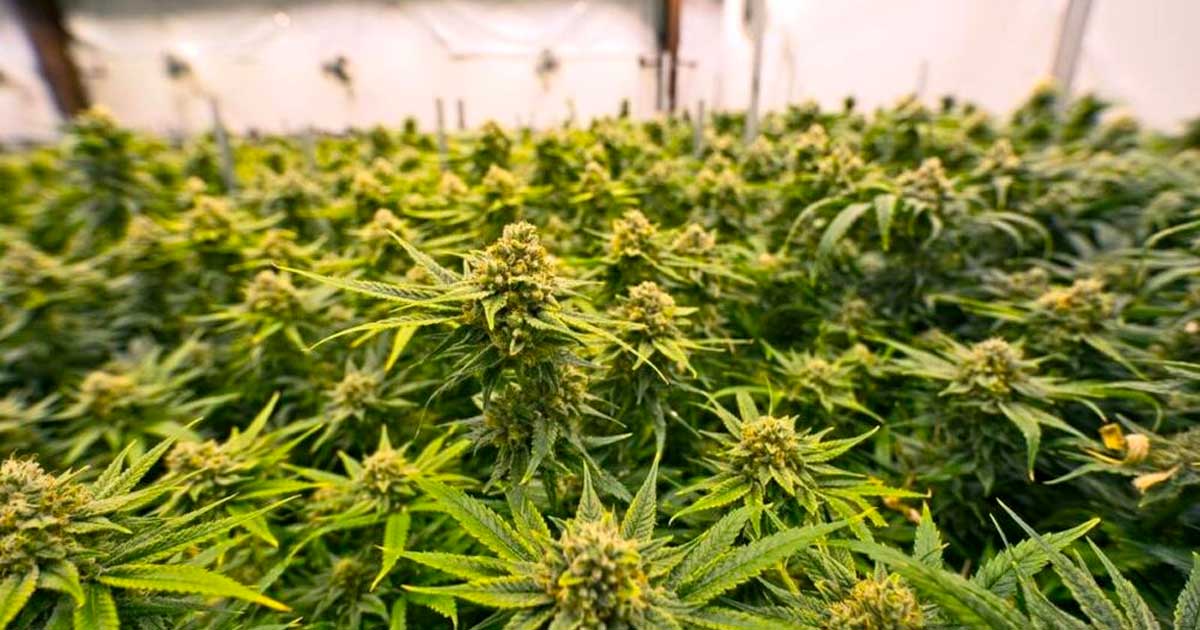 Países que legalizaron el cannabis medicinal antes que Francia