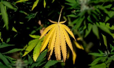Programa de LFI sobre el cannabis
