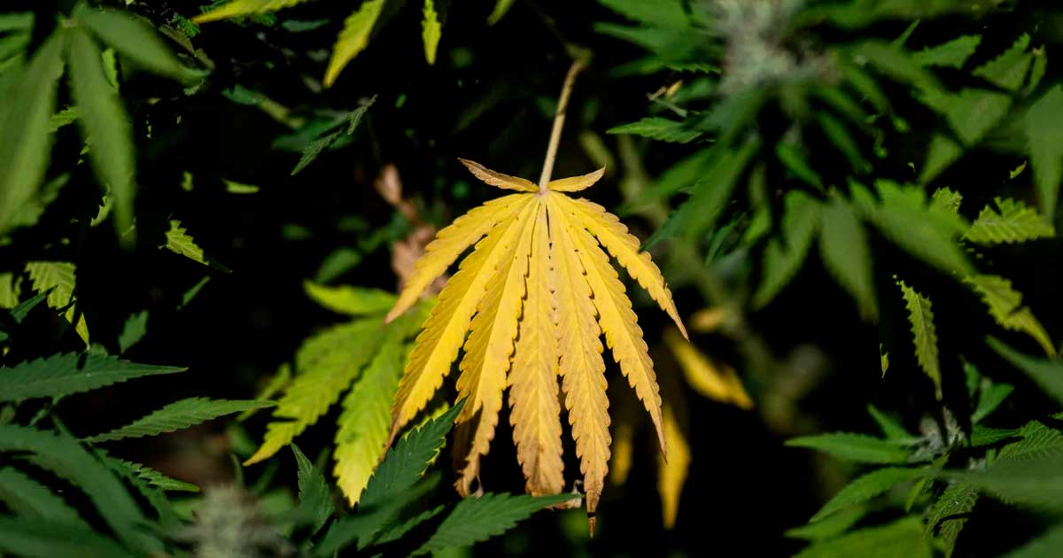 Programa de LFI sobre el cannabis