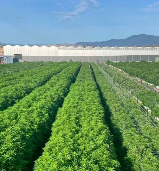 Botánica de Tasmania