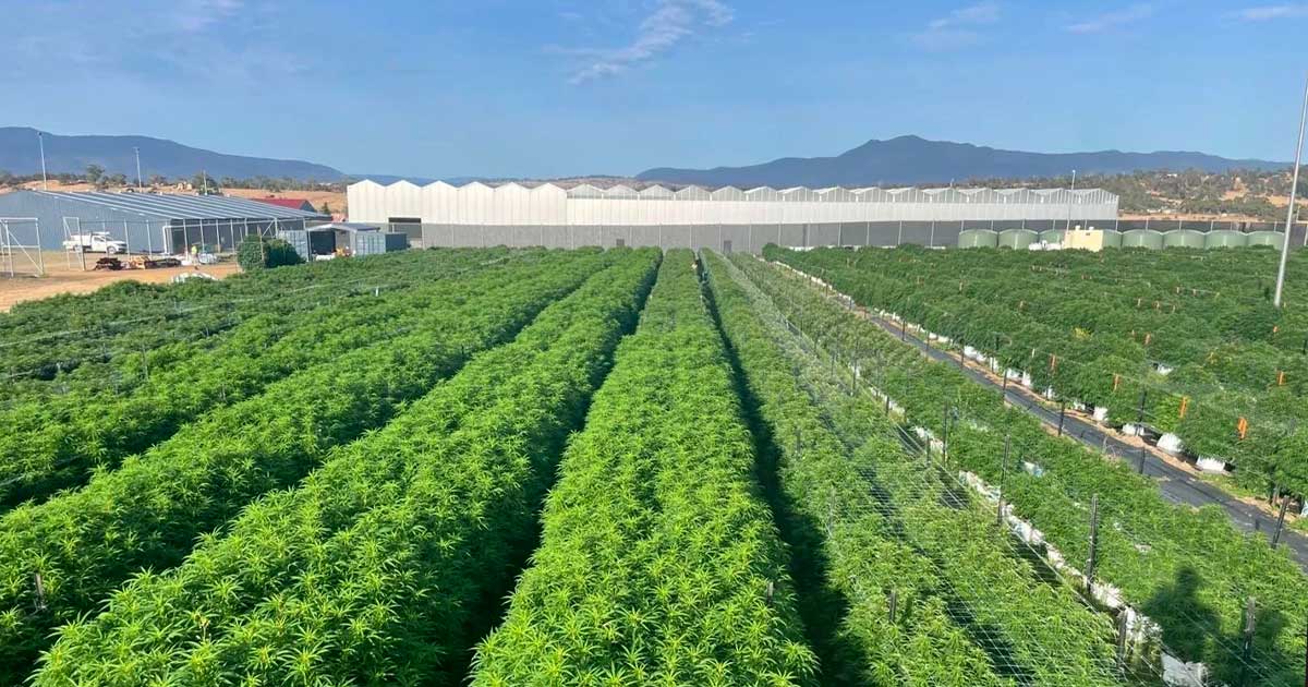 Botánica de Tasmania