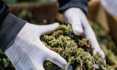 Normativa sobre el cannabis medicinal en Albania