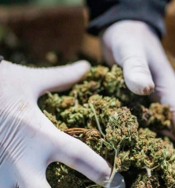 Normativa sobre el cannabis medicinal en Albania
