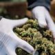 Normativa sobre el cannabis medicinal en Albania