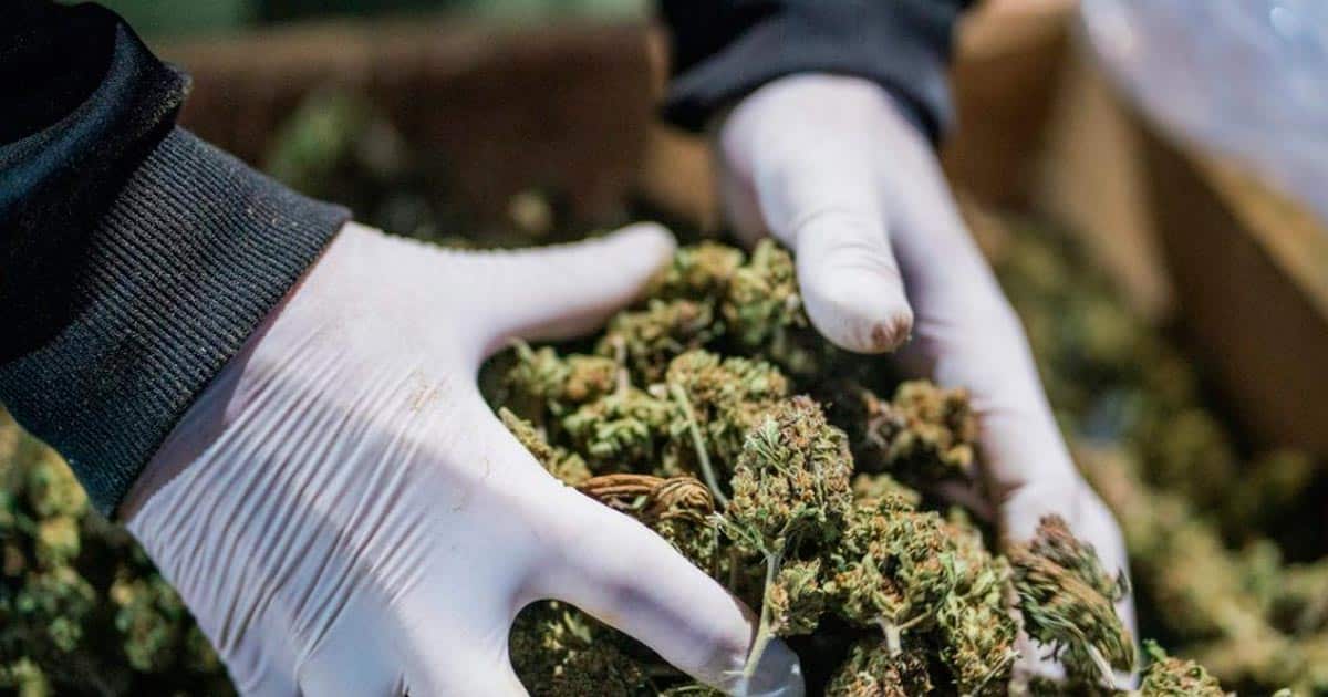 Normativa sobre el cannabis medicinal en Albania