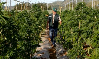 Ley sobre el cannabis medicinal en Chubut (Argentina)