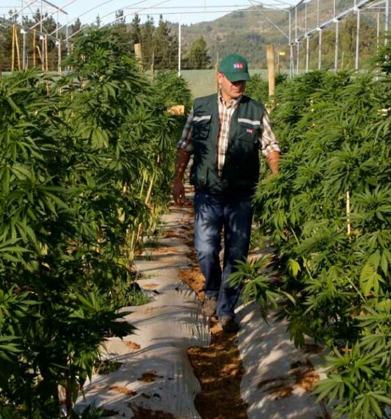 Ley sobre el cannabis medicinal en Chubut (Argentina)