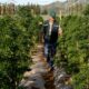 Ley sobre el cannabis medicinal en Chubut (Argentina)
