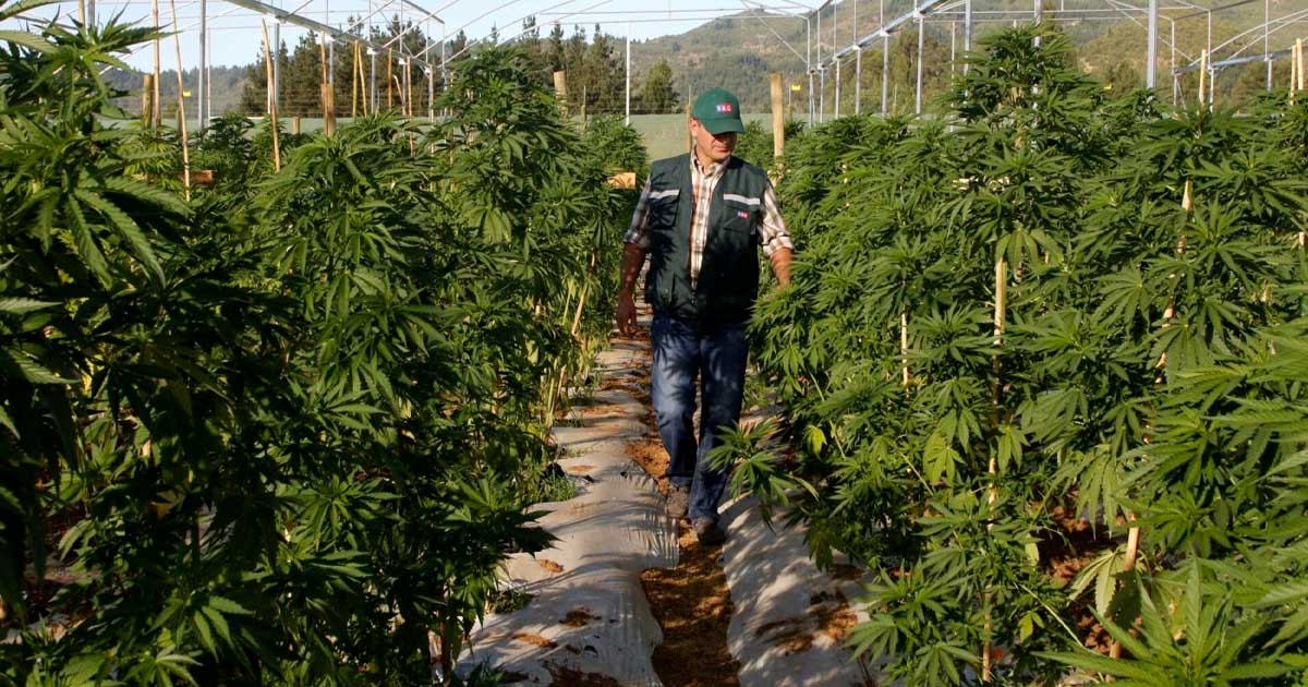 Ley sobre el cannabis medicinal en Chubut (Argentina)