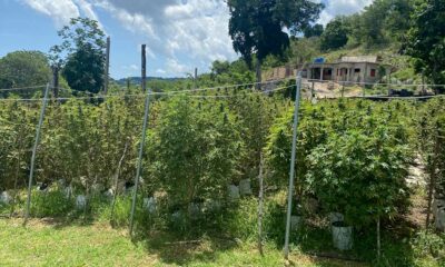 Cultivadores de cannabis en Jamaica