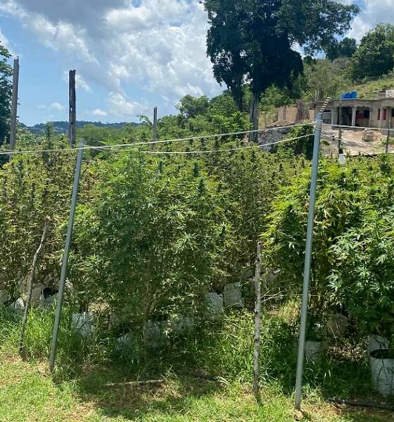 Cultivadores de cannabis en Jamaica