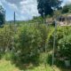 Cultivadores de cannabis en Jamaica