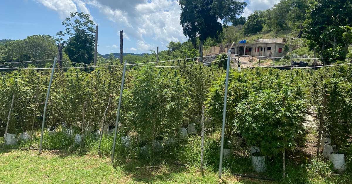 Cultivadores de cannabis en Jamaica