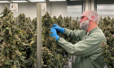 Aurora Cannabis Horizon