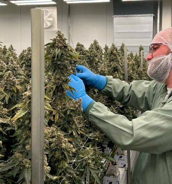 Aurora Cannabis Horizon