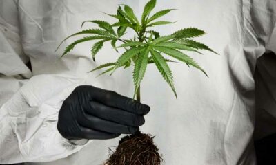 Infarto de miocardio y ictus relacionados con el cannabis