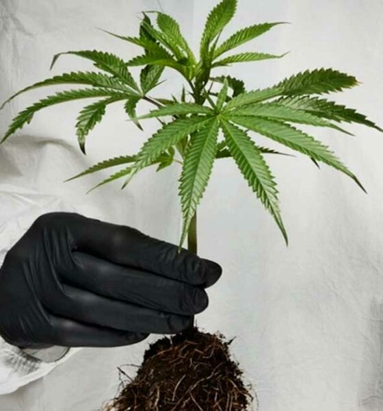 Infarto de miocardio y ictus relacionados con el cannabis