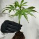 Infarto de miocardio y ictus relacionados con el cannabis