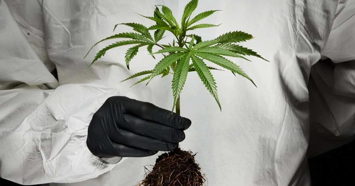 Infarto de miocardio y ictus relacionados con el cannabis