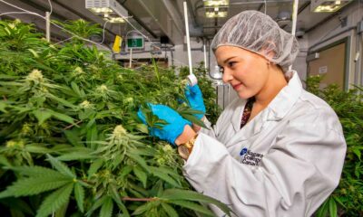 5.ª región productora de cannabis con fines comerciales de Canadá