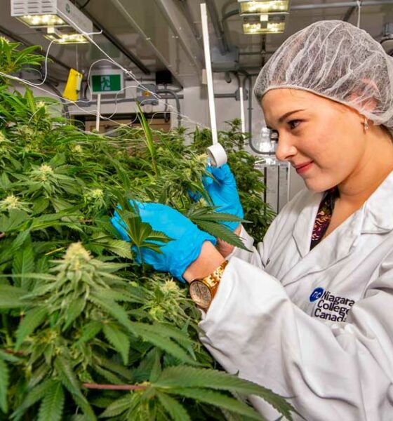 5.ª región productora de cannabis con fines comerciales de Canadá