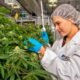 5.ª región productora de cannabis con fines comerciales de Canadá