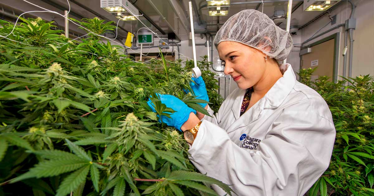 5.ª región productora de cannabis con fines comerciales de Canadá