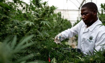 Cannabis medicinal en Uganda