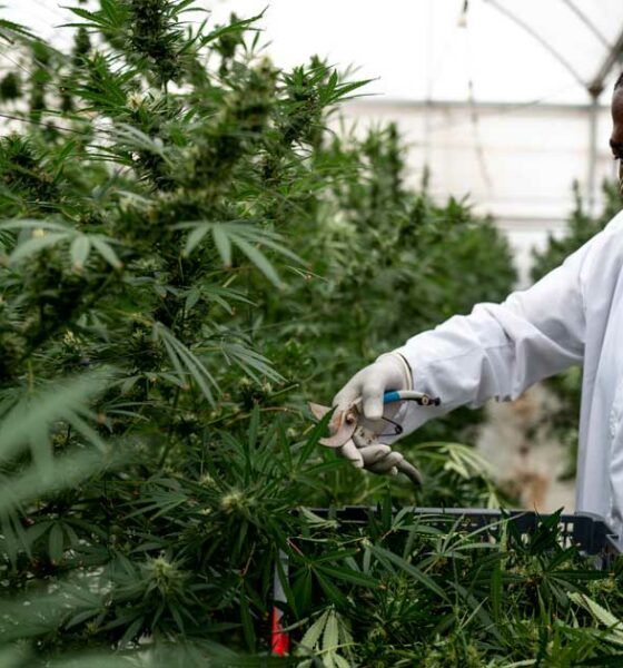 Cannabis medicinal en Uganda