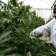 Cannabis medicinal en Uganda