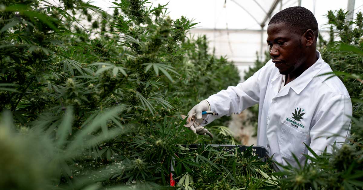 Cannabis medicinal en Uganda