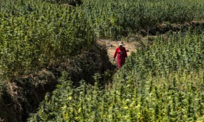 Cosecha de cannabis en Marruecos en 2026