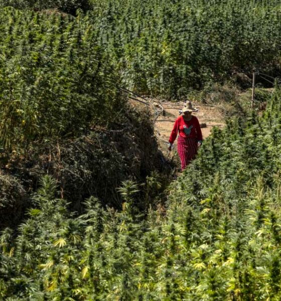 Cosecha de cannabis en Marruecos en 2026