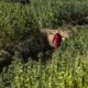 Cosecha de cannabis en Marruecos en 2026
