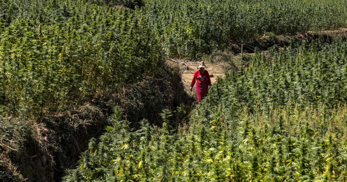 Cosecha de cannabis en Marruecos en 2026