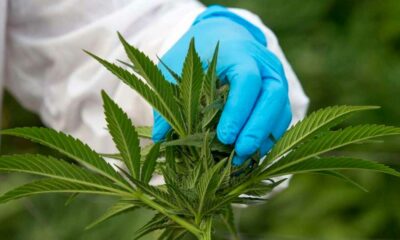 Enmienda ecologista sobre el cannabis medicinal
