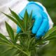 Enmienda ecologista sobre el cannabis medicinal