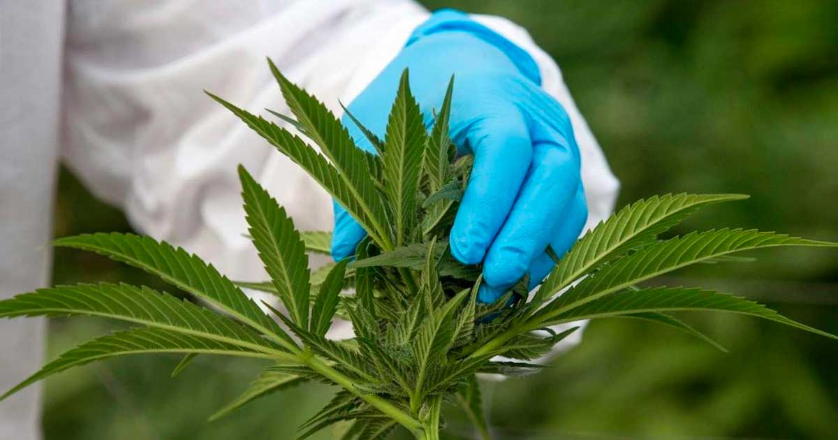 Enmienda ecologista sobre el cannabis medicinal