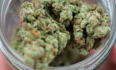 Sobredosis de cannabis en el informe de 2026 de la DEA