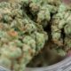 Sobredosis de cannabis en el informe de 2026 de la DEA