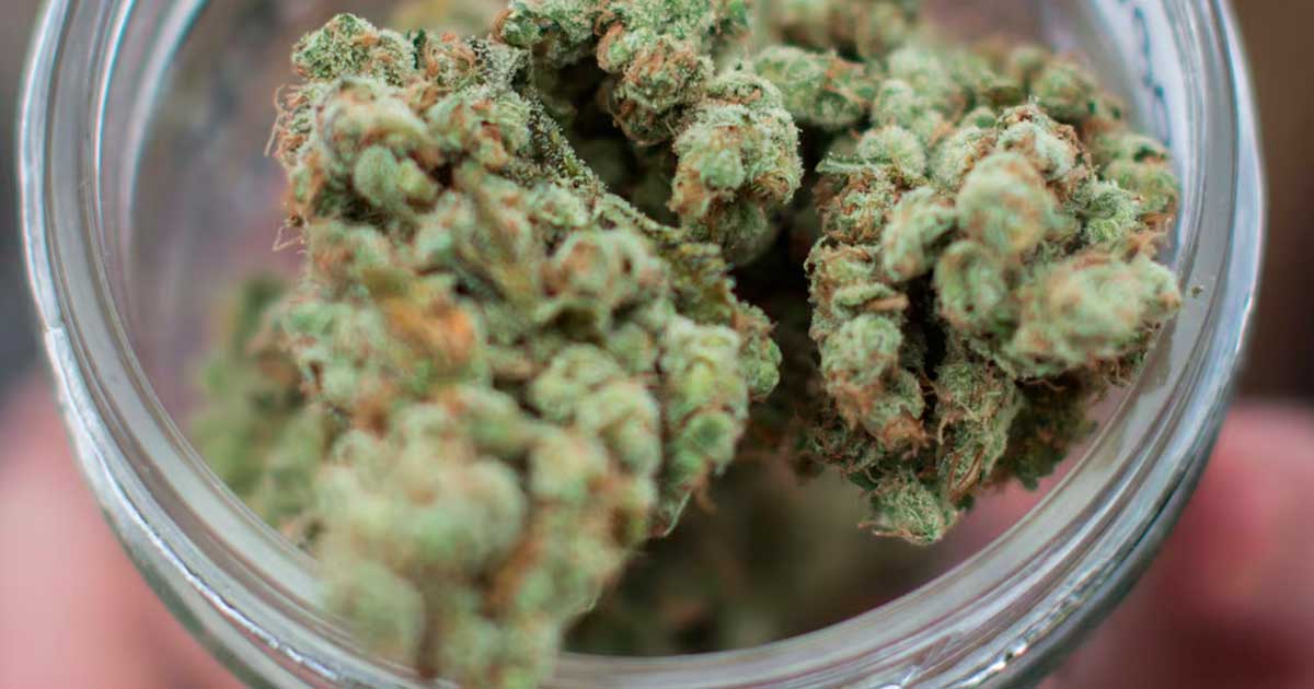 Sobredosis de cannabis en el informe de 2026 de la DEA